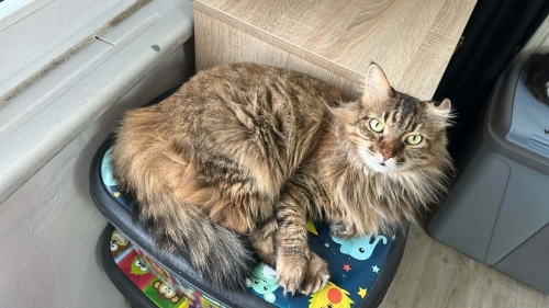 ARKA PATİSİ ENGELLİ 5 YAŞINDA KISIR DİŞİ KEDİ SOKAĞA ATILMADAN YUVA ARIYOR fotoğraf