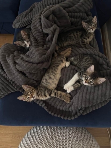 2 AYLIK 2 ERKEK 2 DİŞİ TEKİR YAVRULAR ÖMÜRLÜK YUVALARINI ARIYORLAR ŞİŞLİ DEYİZ fotoğraf