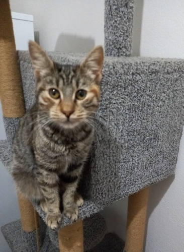 Çok sevgi dolu kucak bağımlısı fotoğraf