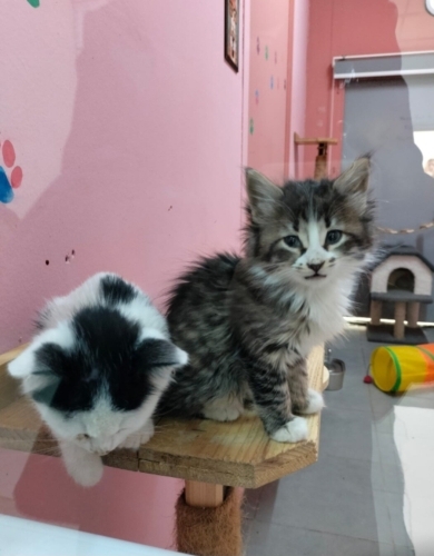 DİŞİ VE ERKEK FARKLI IRK MELEZ BEBİŞLER‼️ fotoğraf