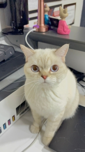 Güzeller güzeli kızımıza ömürlük yuva arıyoruz fotoğraf