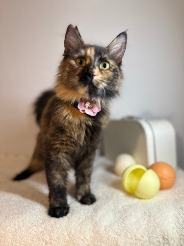 Missbon kahveli şeker gibi 🥰 fotoğraf