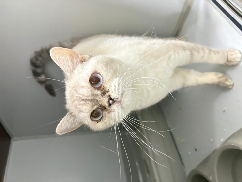 Ömürlük yuvasını arıyoruz. fotoğraf