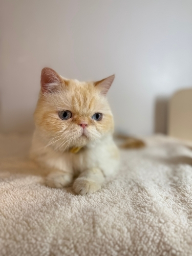 Çok yakışıklı bir kedi 🤍 fotoğraf