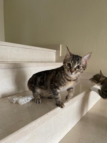 TEKİRCAN KIZIMIZA YUVA OLUR MUSUN⁉️ fotoğraf