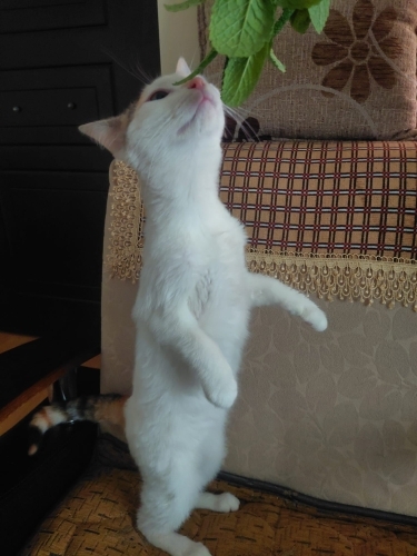 VAN MELEZİ ‼️KISIRLAŞTIRMA DESTEĞİ VERİLECEKTİR ‼️ fotoğraf