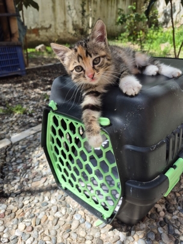 Bebek bir kedi fotoğraf