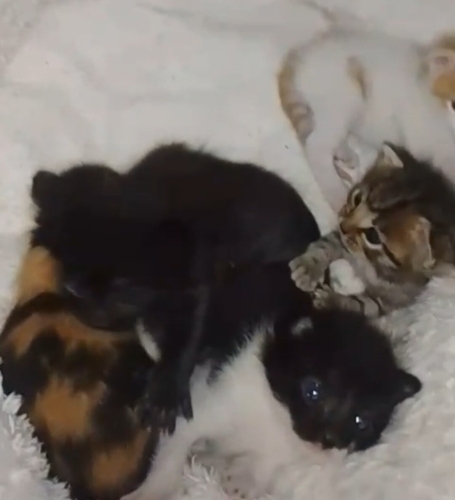 DİŞİ VE ERKEK BEBİŞLER ‼️ACİİLL ‼️ fotoğraf