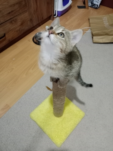 2 aylık minik prens ömürlük yuva ariyor fotoğraf