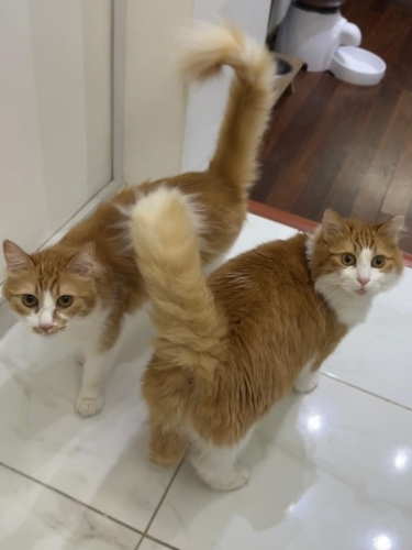 2 kardeş kedi sahiplendirme fotoğraf