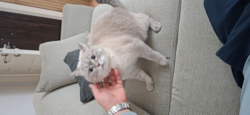 Pamuk yuva arıyor fotoğraf