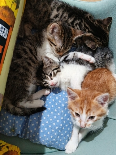 Yabu kedi Sahiplendirme fotoğraf