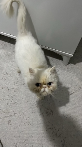 Sokakta bulundu acil yuva fotoğraf