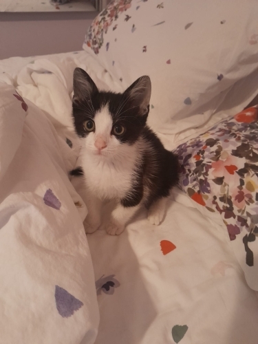 2 aylık bambam yuva arıyor fotoğraf