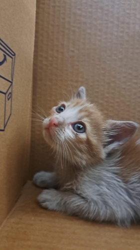 Maviş bebek ömürlük yuvasını arıyor fotoğraf