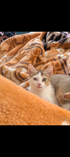 Melez 3 aylık erkek 🐱 fotoğraf