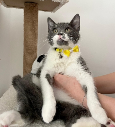 ACİL ANKARA YUVA fotoğraf