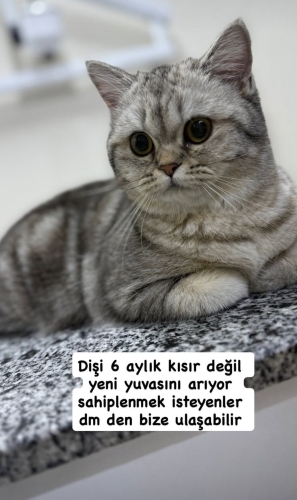 Temiz akıllı bir kedi fotoğraf