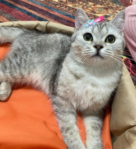 ACİL YUVA ANKARA fotoğraf