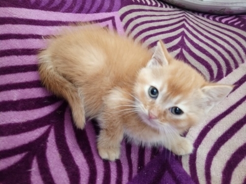 Simba ailesini arıyor fotoğraf