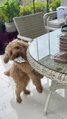 ÇİPLİ VE KARNELİ PODDLE ‼️ fotoğraf