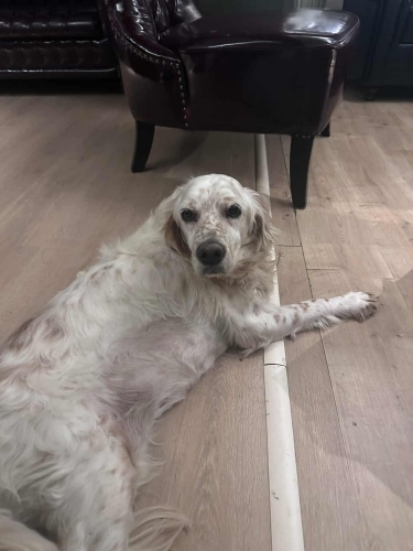 Meral kızımız yuva arıyor fotoğraf