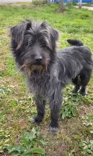 Lino oğlumuz yuvasını arıyor fotoğraf