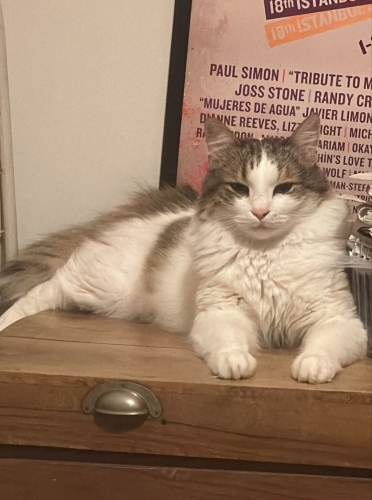 Gluten oğlumuz yuva arıyor fotoğraf