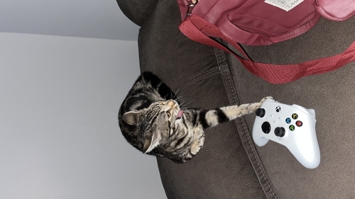 6-7 aylık dişi kedi fotoğraf