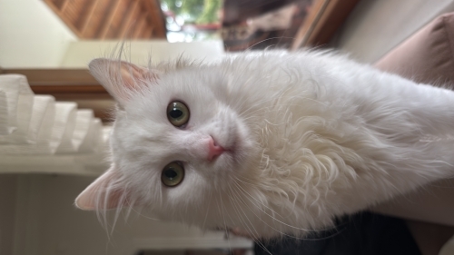 KISIR PAMUK KEDIMIZE YUVA ARIYORUZ 🌸 fotoğraf