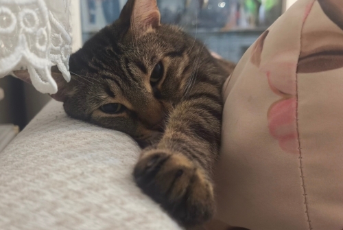 Akıllı, oyuncu, tertemiz ve sevgi dolu 3 yaşındaki oğlumuza ömürlük yuva arıyorz fotoğraf