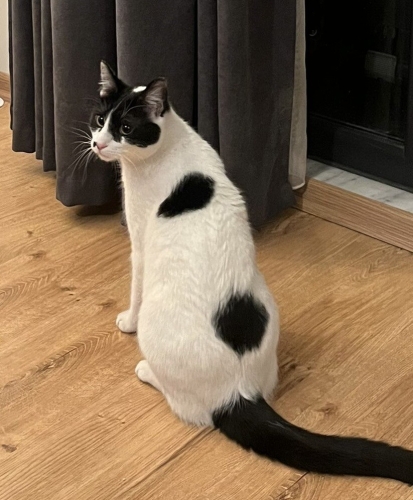 ASUMAN YUVA ARIYOR fotoğraf