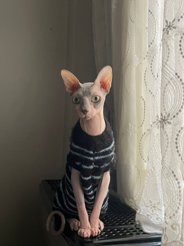 Cana yakın çok oyuncu değil sizle beraber oturur sizle uyur sizle kalkar fotoğraf