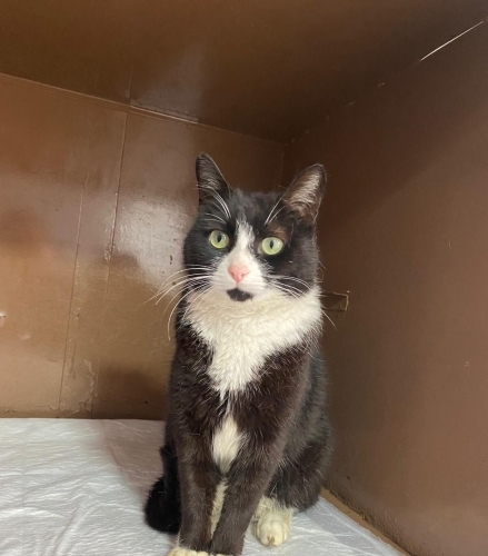 KLİNİKTE KALIYOR 2 AYDIR ORDA DA YER YOK ACİL YUVA fotoğraf