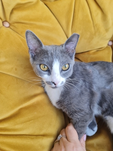 BU GÜZELLİK YUVA ARIYOR ANKARA fotoğraf