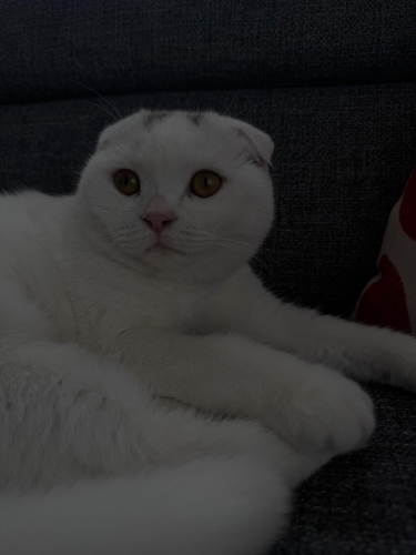 Acil Yuva Arayan Uysal Ev Kedisi Scottish Fold fotoğraf