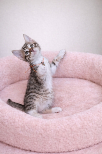 Ücretsiz sahiplenme pofidik yavru kardeşler acil yuva fotoğraf