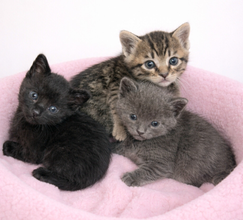 Ücretsiz sahiplenme yavru kardeşler fotoğraf