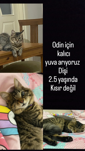 Tek gözlü sevimli canavarımız için acil yuva arıyoruz fotoğraf