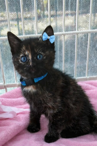 Boncuk gözlü bebek Boncuk kız çmürlül yuvasını arıyor fotoğraf