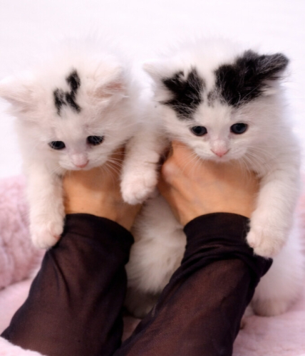 Ücretsiz sahiplenme pofidik yavru kardeşler fotoğraf