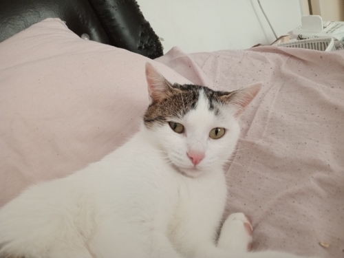 ACİL YUVA ARIYOR fotoğraf