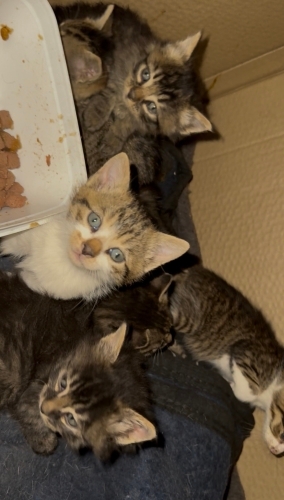 1 aylık oyuncu kedi fotoğraf