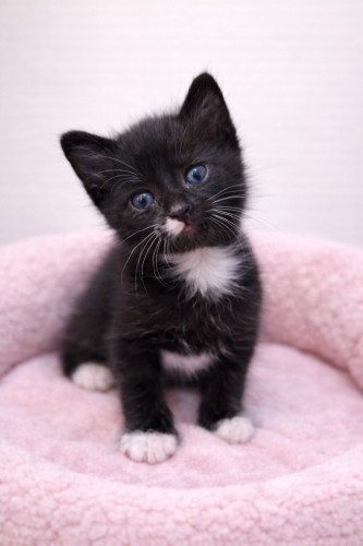 Ücretsiz sahiplenme yakışıklı Tuxedo yavru kardeşler acil yuva fotoğraf