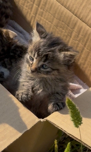 Sizi sürekli takip eder :) fotoğraf