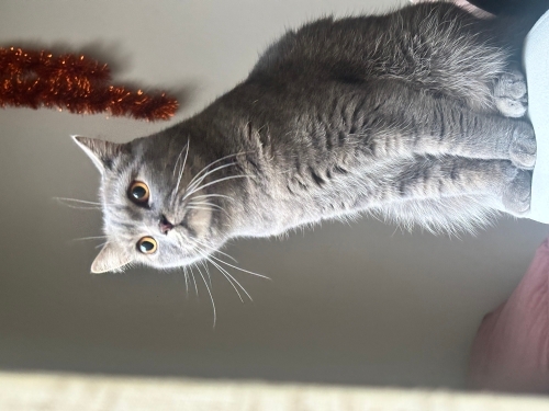 Yakışıklı Oğlum Mario fotoğraf