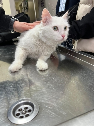 Hamile kedimize yuva fotoğraf