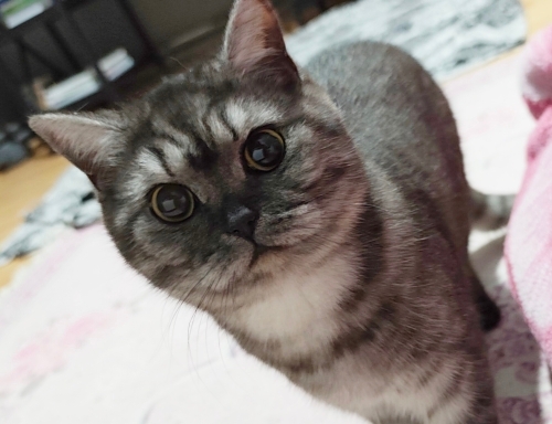 9 aylık Kucak delisi tatlış Ares'e yuva fotoğraf