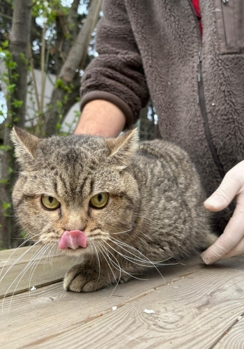 Barınağa terk edildi erkek kısır 1 yaş fotoğraf