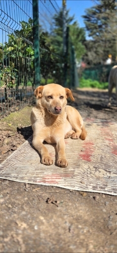 BİRLİKTE YA DA AYRI YUVA ARIYORLAR fotoğraf